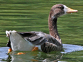 Bar-headed Goose x Greater White-fronted Goose hybrid